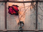 Urban Flower 7