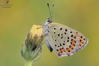 Lycaena tityrus (Poda, 1761) scatto della scorsa stagione :)