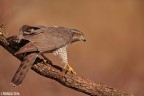 Rapace di rara bellezza, foto scattata da capanno con vetro protettivo.