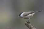 Cincia bigia (Parus palustris)