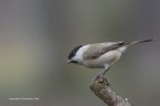 Cincia bigia (Parus palustris), c & c sono graditi.
Giornata fredda e nuvolosa.