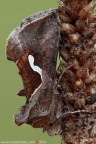 Macdunnoughia confusa (Stephens, 1850) (Lepidoptera  Noctuidae)
F.S di 14 scatti
Canon EOS 7D + Sigma 180mm f/3.5 EX DG HSM Macro

Suggerimenti e critiche sempre ben accetti
[url=http://www.rossidaniele.com/HR/_MG_9661-74copia-mdc-1500.jpg]Versione HR[/url]