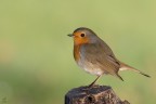 ..robin..