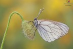 Aporia crataegi (Linnaeus, 1758)...scatto della passata stagione :)