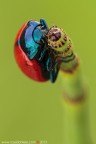 Chrysolina (Melasomoptera) grossa (Fabricius, 1792) (Coleoptera - Chrysomelidae)

Canon EOS 7D + Sigma 180mm f/3.5 EX DG HSM Macro

Suggerimenti e critiche sempre ben accetti
[url=http://www.rossidaniele.com/HR/_MG_3336copia-mdc-1500.jpg]Versione HR[/url]