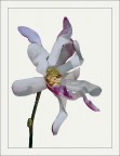 Magnolia