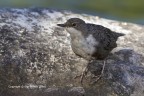 Merlo acquaiolo (Cinclus cinclus)