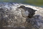 Merlo acquaiolo (Cinclus cinclus), c & c sono graditi.