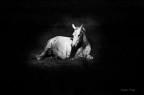cavallino