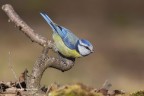 Cinciarella (Cyanistes caeruleus)