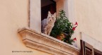Felino curioso