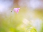 Un piccolo fiore sboccia tra la vegetazione di Monte Tiriolo. Qualcuno saprebbe individuare la specie ?