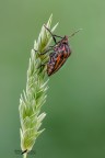 Milanista_Graphosoma lineatum