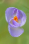 Crocus Vernus