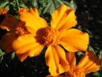 Canon Powershot A70