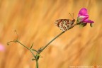 Melitaea didyma (Esper, 1779) (Lepidoptera  Nymphalidae)

Canon EOS 7D + Sigma 180mm f/3.5 EX DG HSM Macro

Suggerimenti e critiche sempre ben accetti
[url=http://www.rossidaniele.com/HR/_MG14149copia-mdc-1500.jpg]Versione HR[/url]