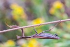 Ancora quella mosca
