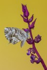 Cacyreus marshalli