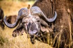 TsavoWest Kenya