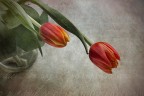 Due tulipani