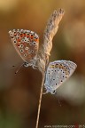 Polyommatus (Lysandra) bellargus (Rottemburg, 1775) - Polyommatus icarus (Rottemburg, 1775) (Lepidoptera  Lycaenidae)

Canon EOS 7D + Sigma 180mm f/3.5 EX DG HSM Macro

Suggerimenti e critiche sempre ben accetti
[url=http://www.rossidaniele.com/HR/_MG14243copia-mdc-1500.jpg]Versione HR[/url]