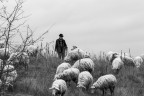 ..il guardiano..