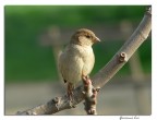 Ultimo passerotto con la mia FZ 20