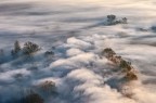 Fog