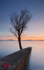 The last leaf