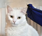 Un'altra delle mie gatte, lei  Misa
(si, ho tre gatti e sono tutte bianche -.-", un piacere per chi ha il 90% dei vestiti neri)