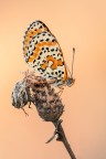 Melitaea didyma Melitaea didyma
