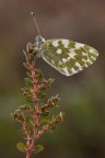 Pontia edusa