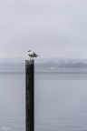 Solitario