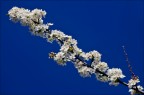 Nel blu