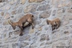 Lo spettacolo degli stambecchi arrampicatori della diga del Cingino