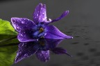 fior.. di viola
