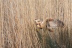 ..falco di palude..