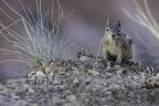 chipmunk? chipmunk?