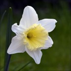 Narciso