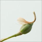 Vanitosità Vanitosità