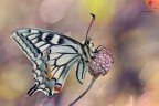 Papilio gleams....