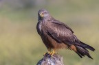 Milvus migrans