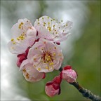 E' primavera ...