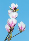 Magnolia