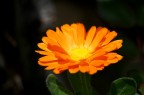 Fiore