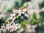 Fiori di pesco