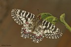 Zerynthia polyxena