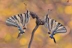 Una coppia di Iphiclides podalirius (Linnaeus, 1758) appena sfarfallati ripresi qualche giorno fa :)