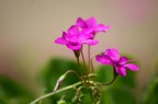 Violette