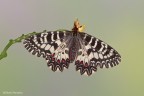 Zerynthia polyxena II